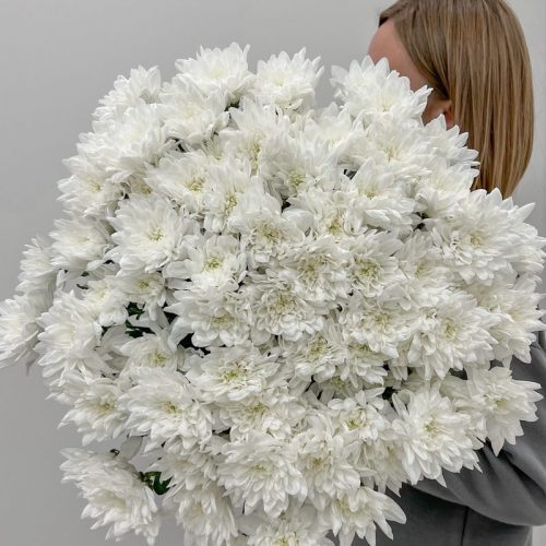 Хризантему купить в бресте