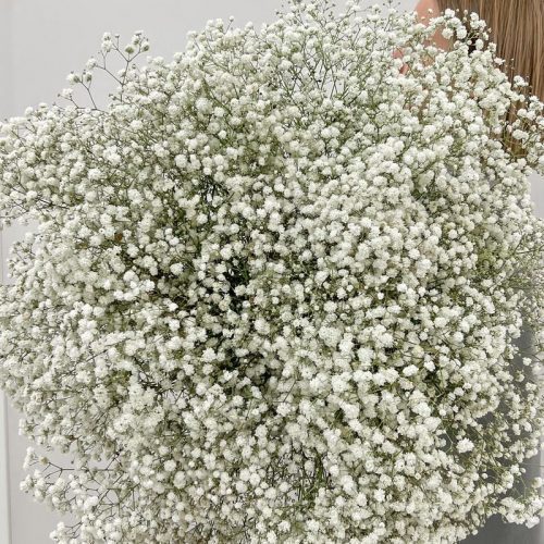 Купить гипсофил поштучно в Бресте